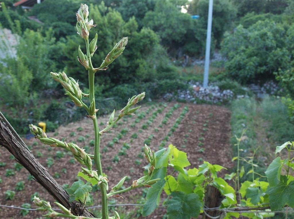 קרס Holiday Home Loznati מראה חיצוני תמונה